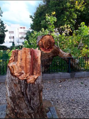 Árboles caídos en Torrero tras la tormenta del 11 de julio de 2018
