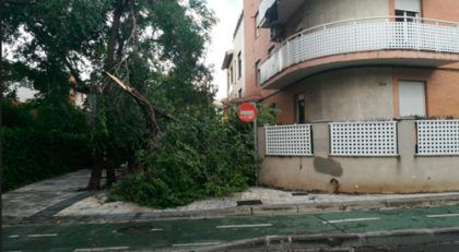 Árboles caídos en Torrero tras la tormenta del 11 de julio de 2018