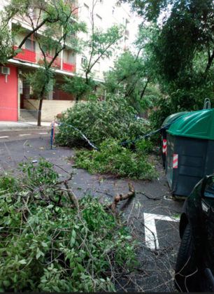 Árboles caídos en Torrero tras la tormenta del 11 de julio de 2018