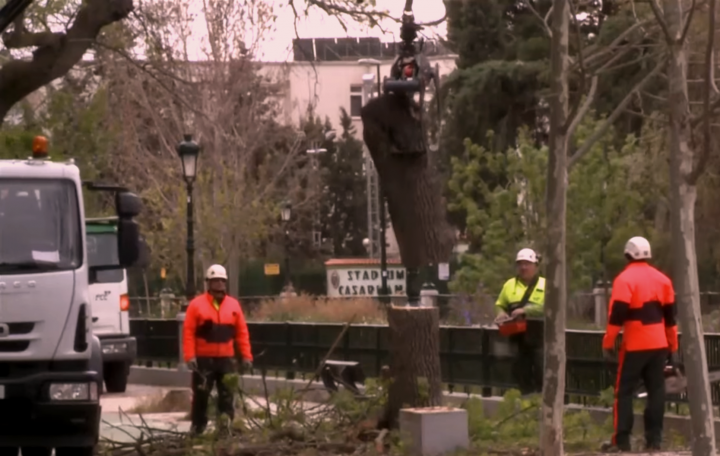 operarios trabajando en la tala de árboles junto al canal