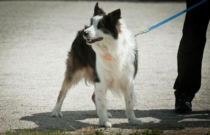 Las heces de perros en la calle podrán ser analizadas para multar a sus dueños