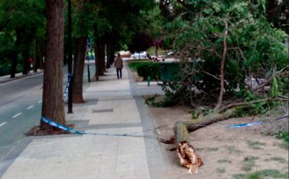 Comienza la poda de árboles en La Paz