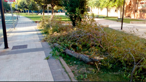 Árboles caídos en Torrero tras la tormenta del 11 de julio de 2018