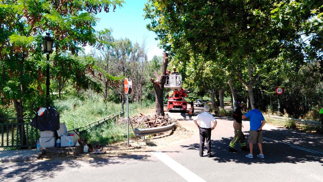 Los bomberos han talado el árbol del puente del Canal en La Paz