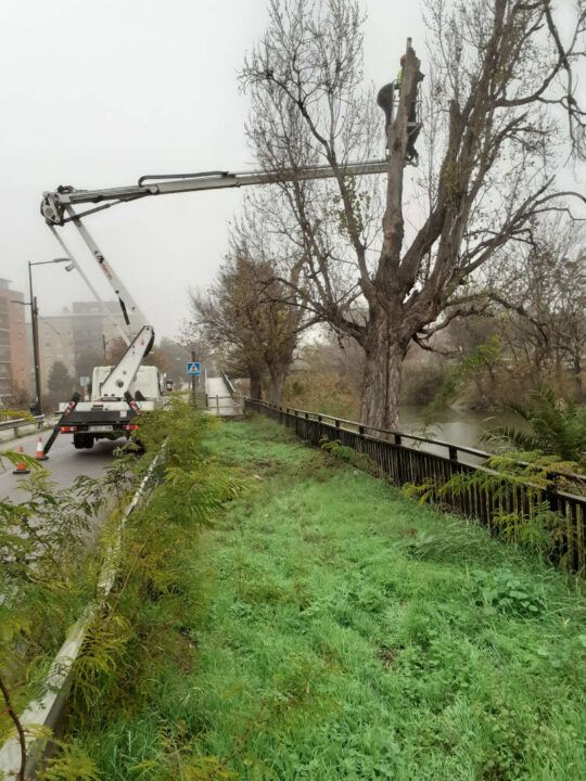 Comienza la tala de árboles muertos en el Canal - Vecinos La Paz