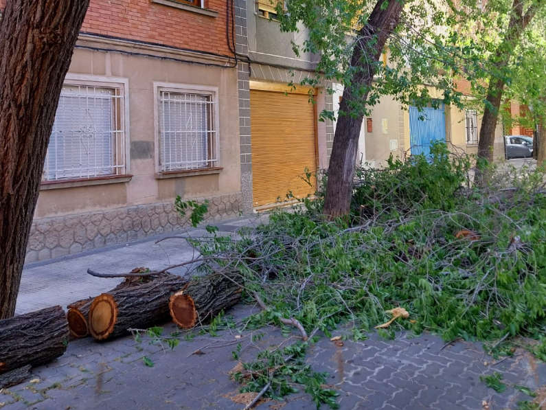 Varios árboles caen por el viento en la calle Isla de Hierro