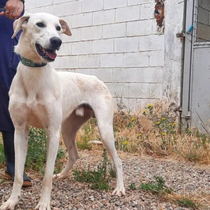 Adopta, No Compres. Campaña de la DPZ para adopciones en su centro de Movera item-thumbnail