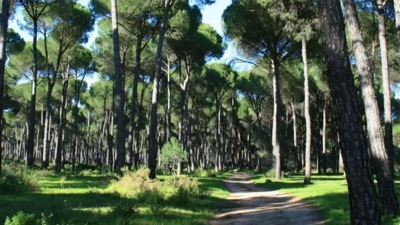 Declaración de «Arboleda de Interés Social y Singular» para los Pinares de Venecia